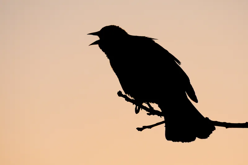 Last call, Wisconsin. 2020.